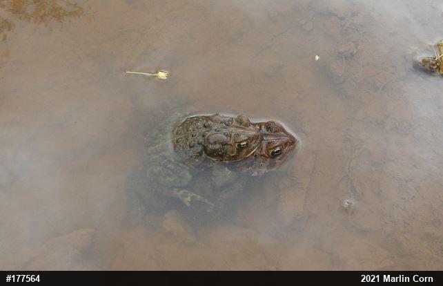 Eastern American Toad