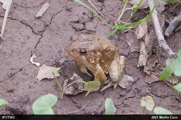 Eastern American Toad
