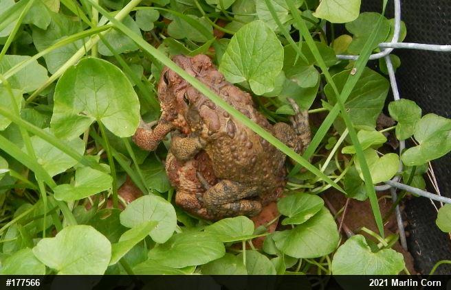Eastern American Toad