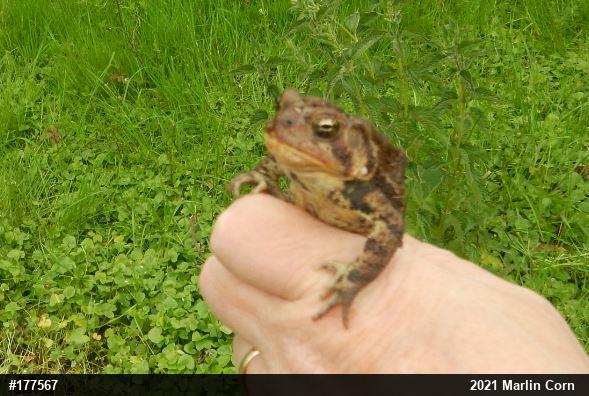 Eastern American Toad