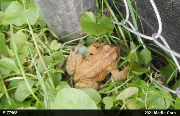Eastern American Toad