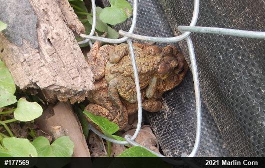 Eastern American Toad