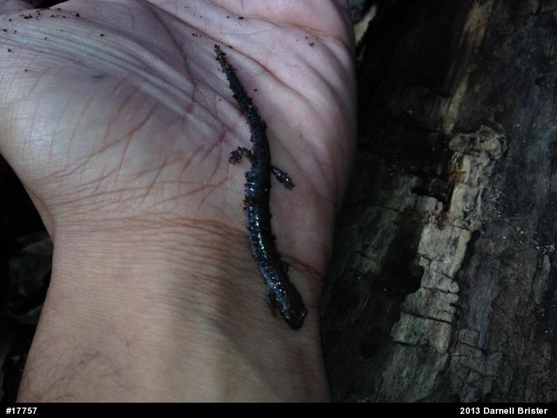 Eastern Red-backed  Salamander
