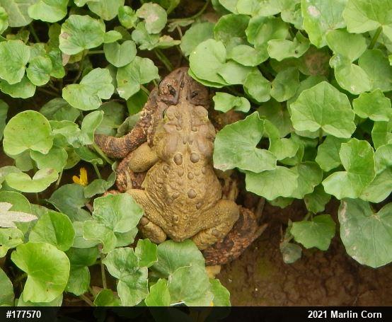 Eastern American Toad