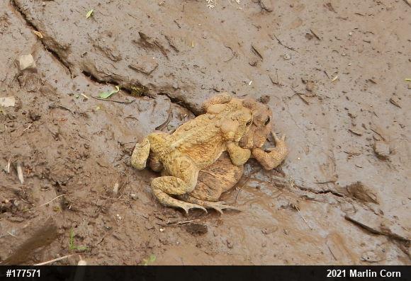 Eastern American Toad