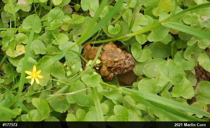 Eastern American Toad