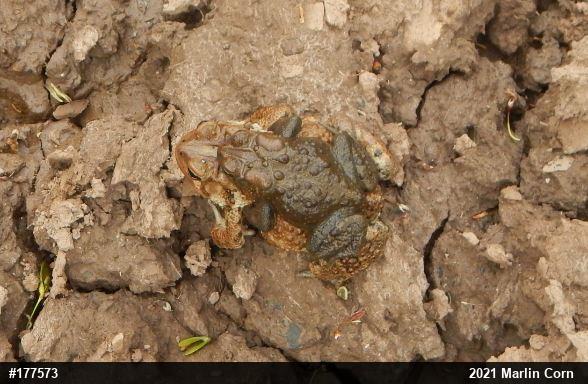 Eastern American Toad