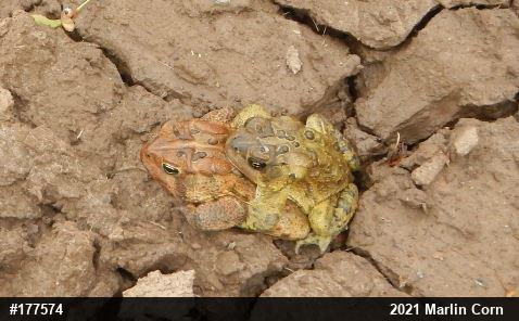 Eastern American Toad