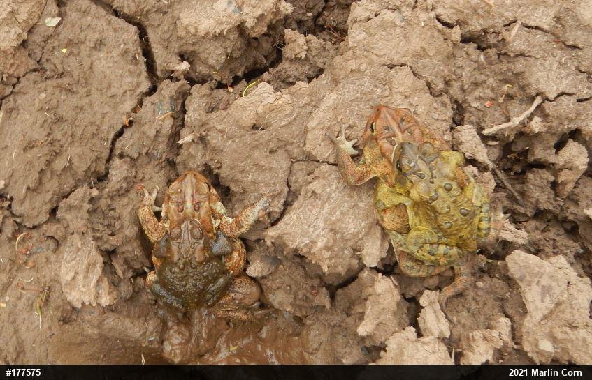 Eastern American Toad