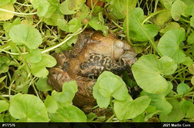 Eastern American Toad