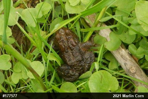 Eastern American Toad
