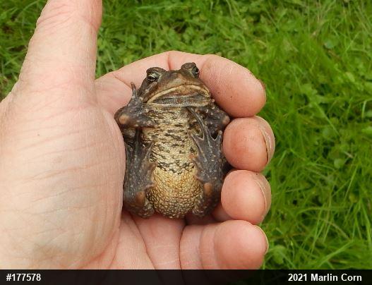 Eastern American Toad
