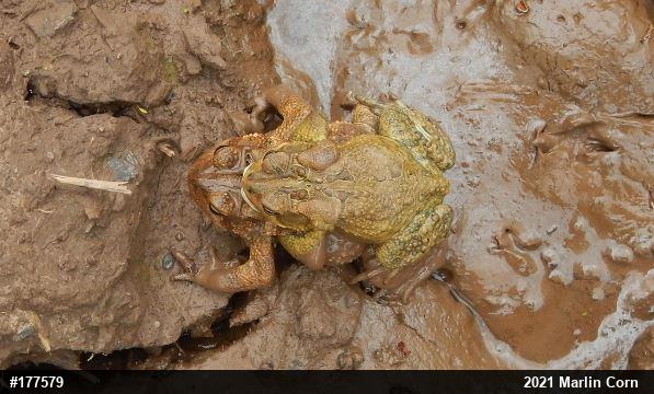 Eastern American Toad
