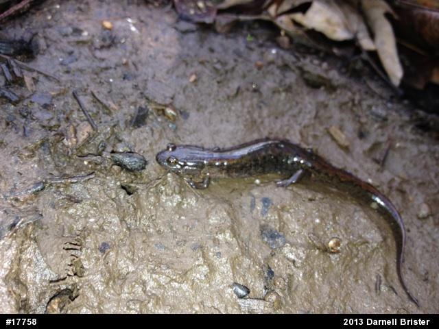 Northern Dusky Salamander