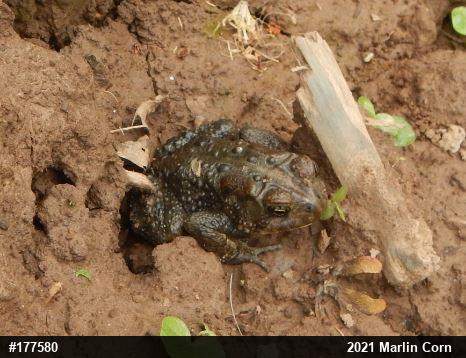 Eastern American Toad