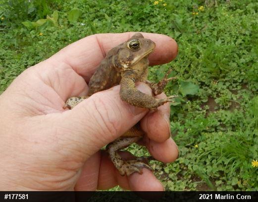 Eastern American Toad