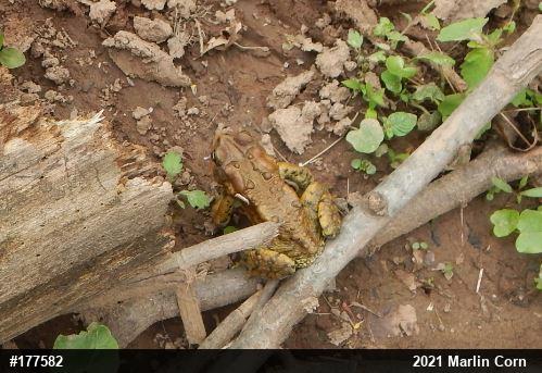 Eastern American Toad