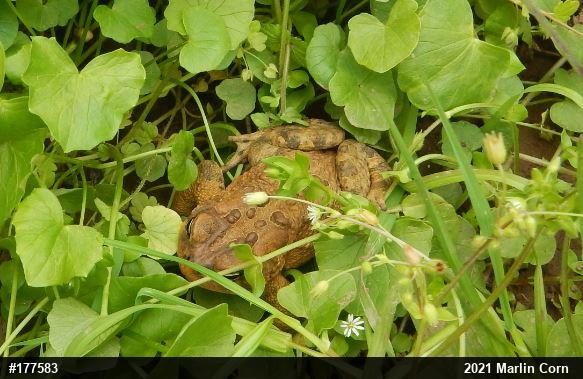 Eastern American Toad