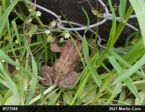 Eastern American Toad