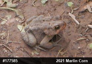 Eastern American Toad
