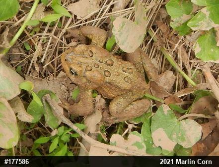 Eastern American Toad