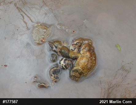 Eastern American Toad