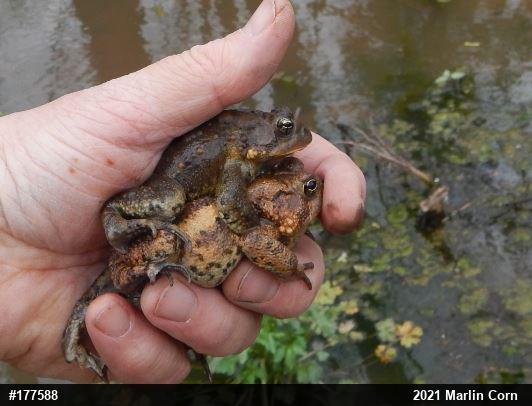 Eastern American Toad
