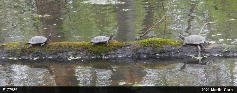 Spotted Turtle