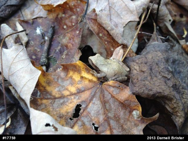 Spring Peeper