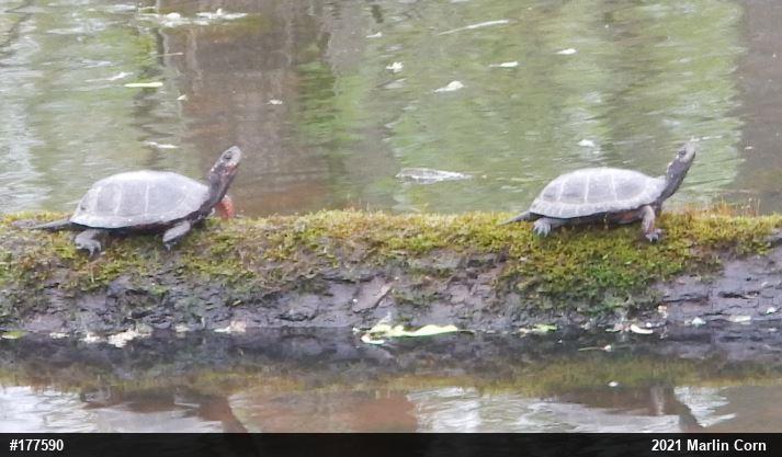 Spotted Turtle