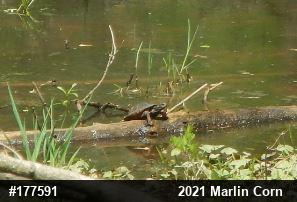 Spotted Turtle