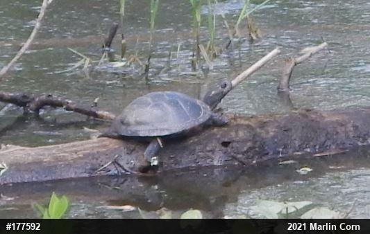 Spotted Turtle
