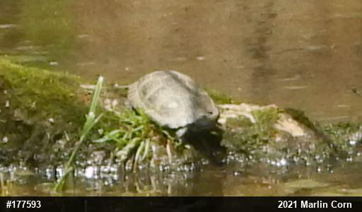 Spotted Turtle