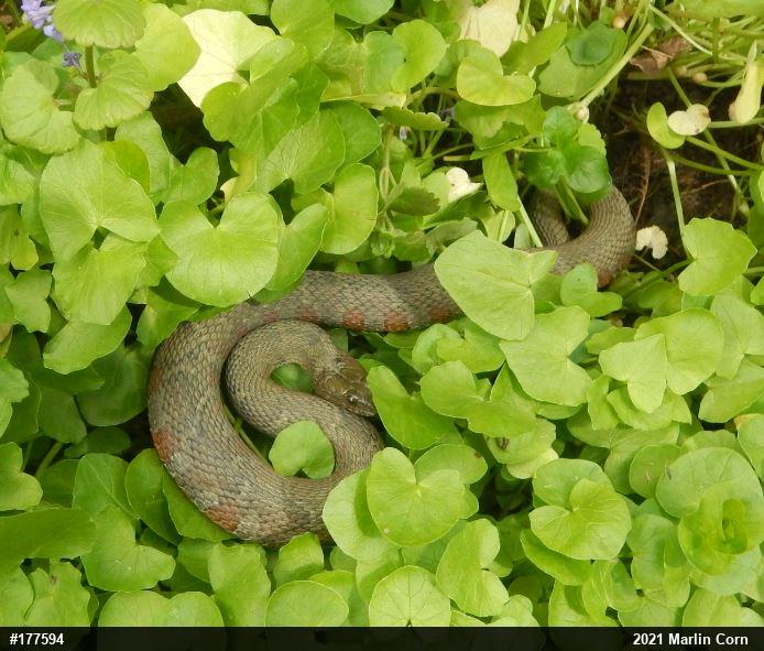 Northern Watersnake