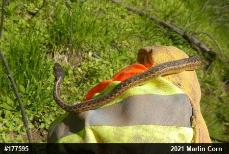 Eastern Gartersnake
