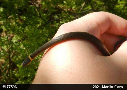Northern Ring-necked Snake