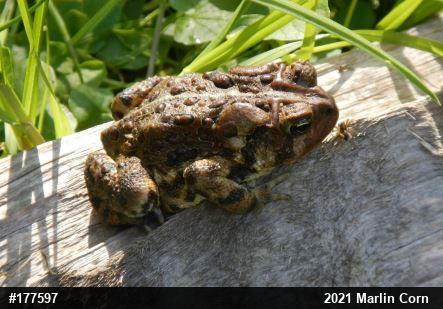 Eastern American Toad