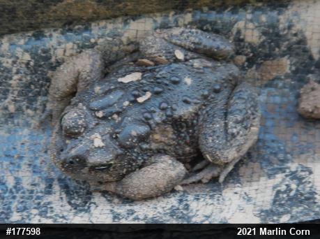 Eastern American Toad