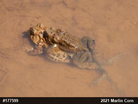 Eastern American Toad