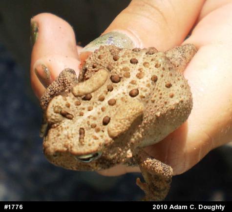 Eastern American Toad