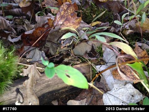 Pickerel Frog