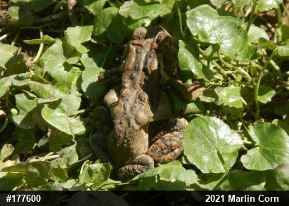 Eastern American Toad