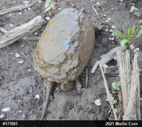 Snapping Turtle
