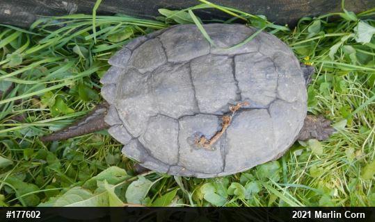 Snapping Turtle