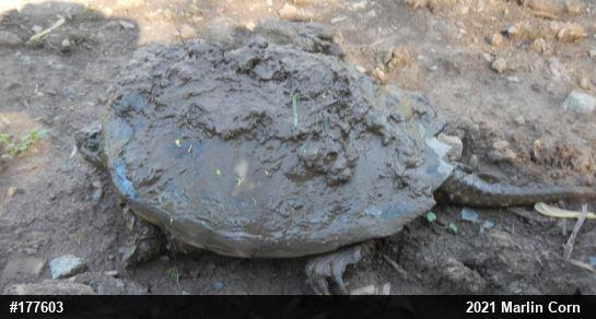 Snapping Turtle