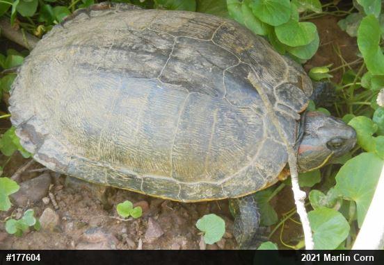 Red-eared Slider