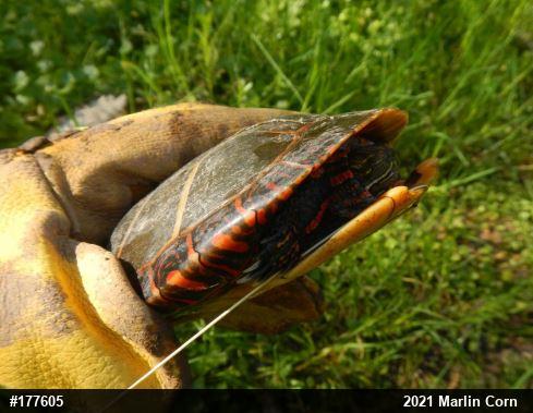 Painted Turtle