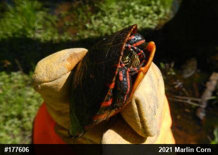 Painted Turtle