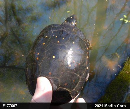 Spotted Turtle