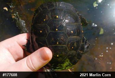 Spotted Turtle